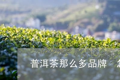 普洱茶那么多品牌 怎么选的/2023052885850